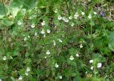 Euphrasia hirtella