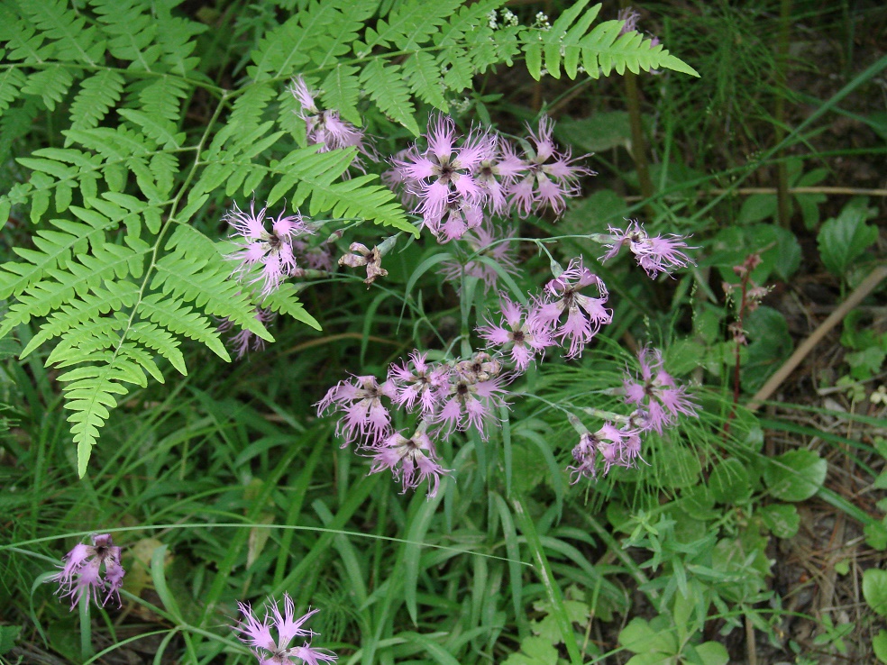 Изображение особи Dianthus superbus.