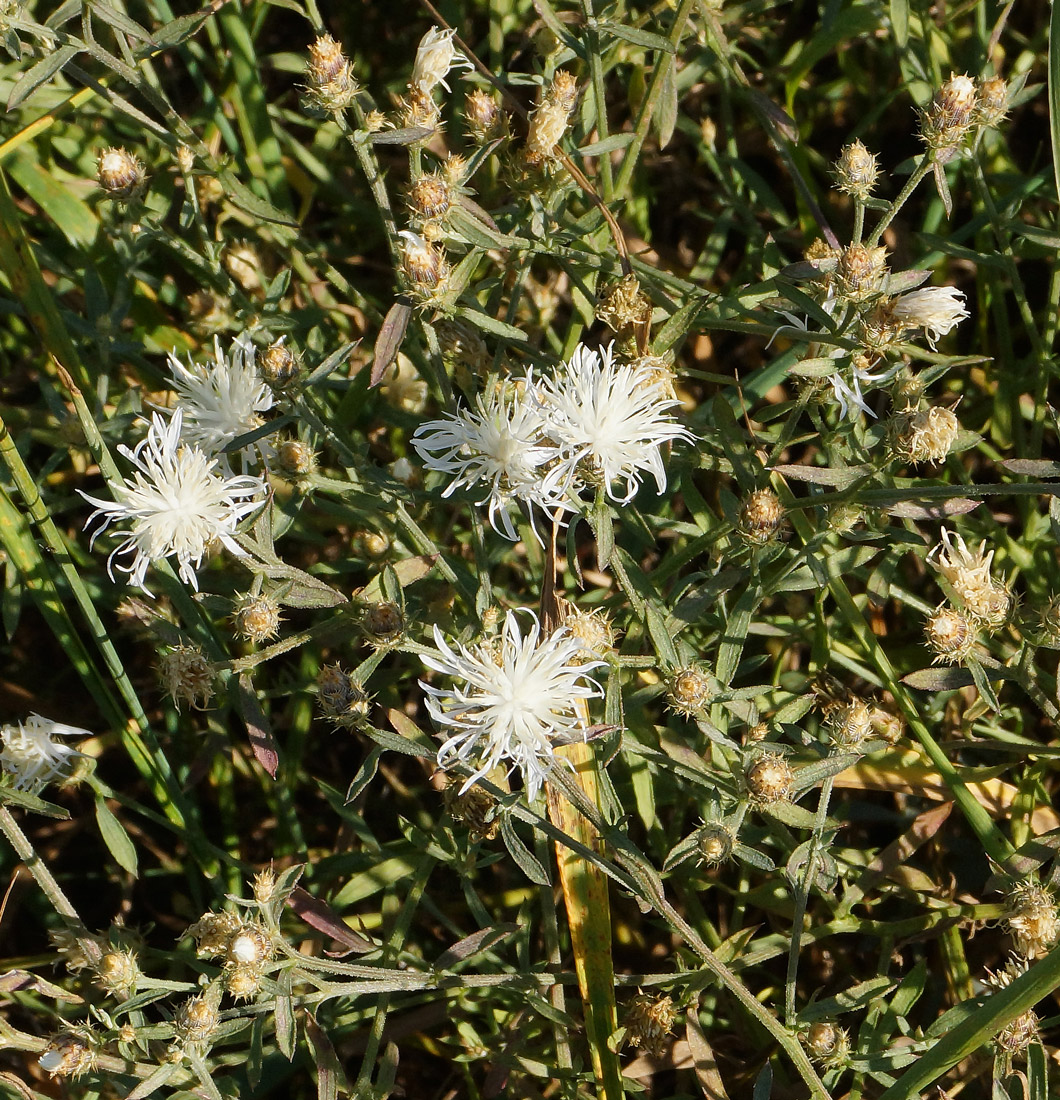 Изображение особи Centaurea diffusa.