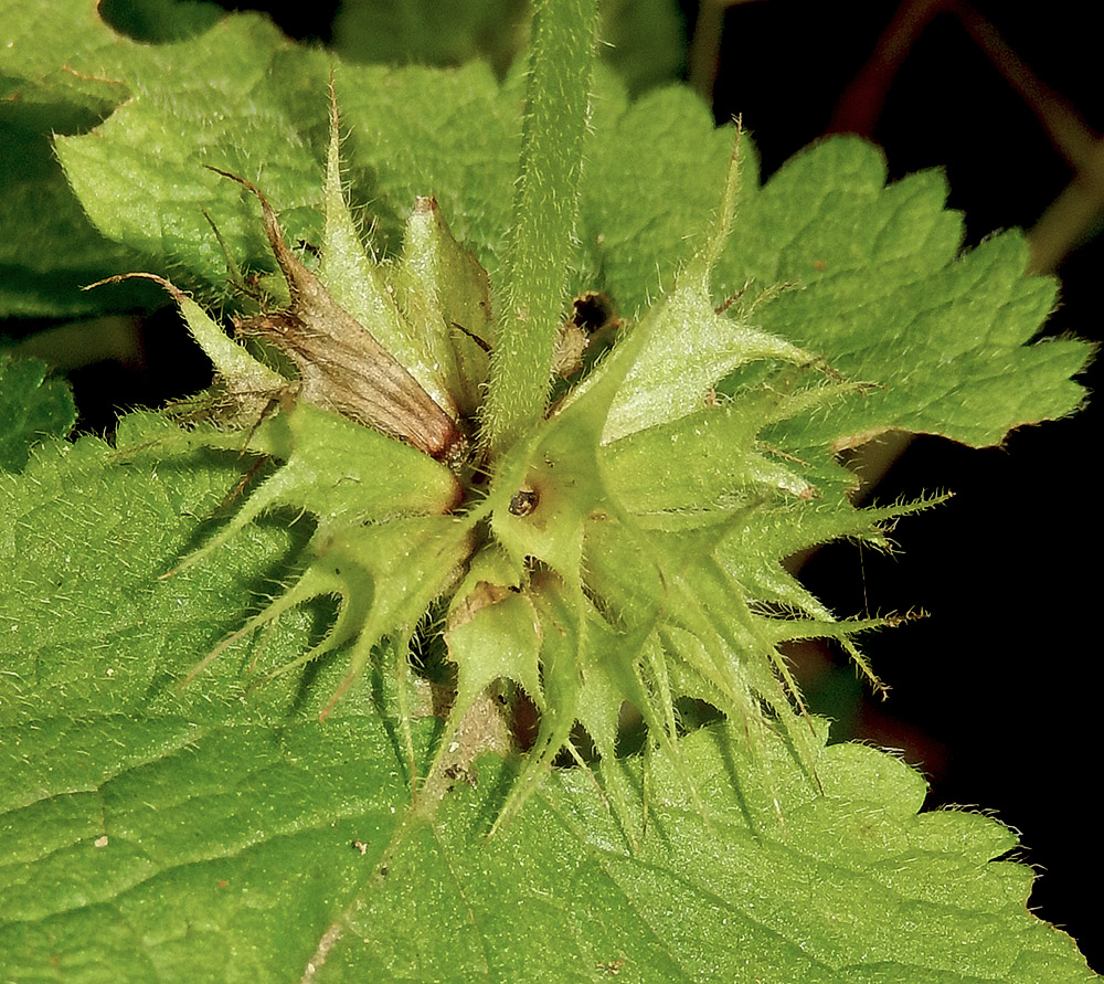 Image of Lamium maculatum specimen.