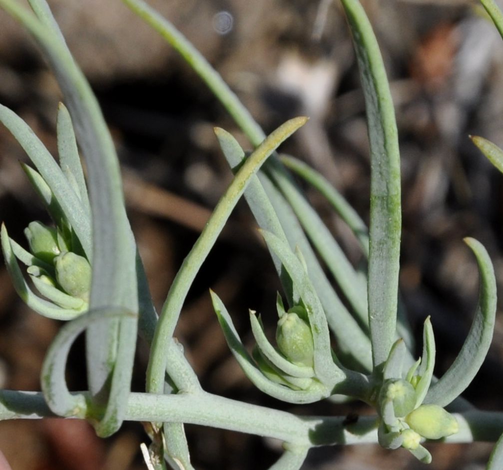 Image of Thesium humile specimen.