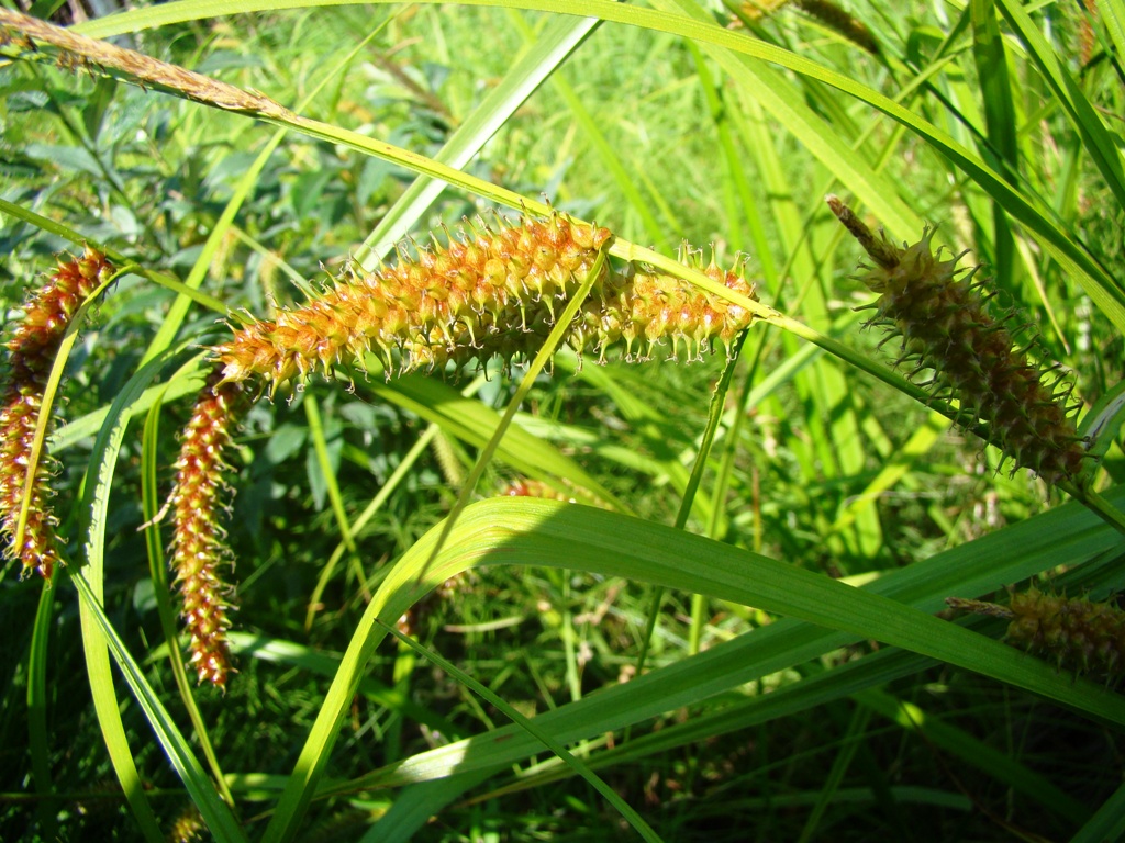 Изображение особи Carex rhynchophysa.