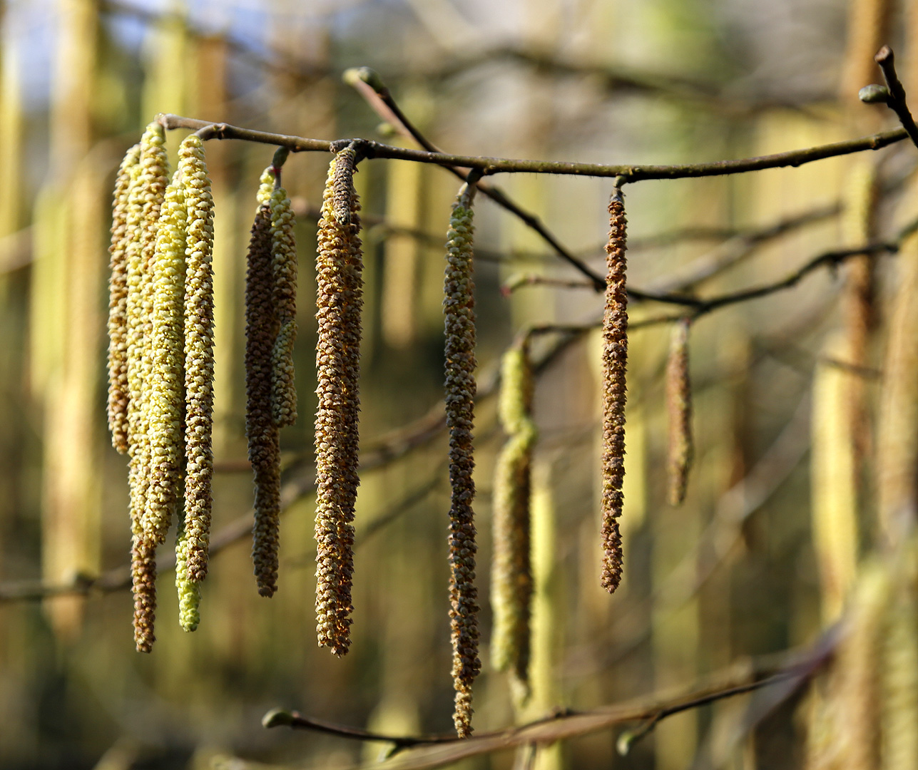 Изображение особи Corylus avellana.