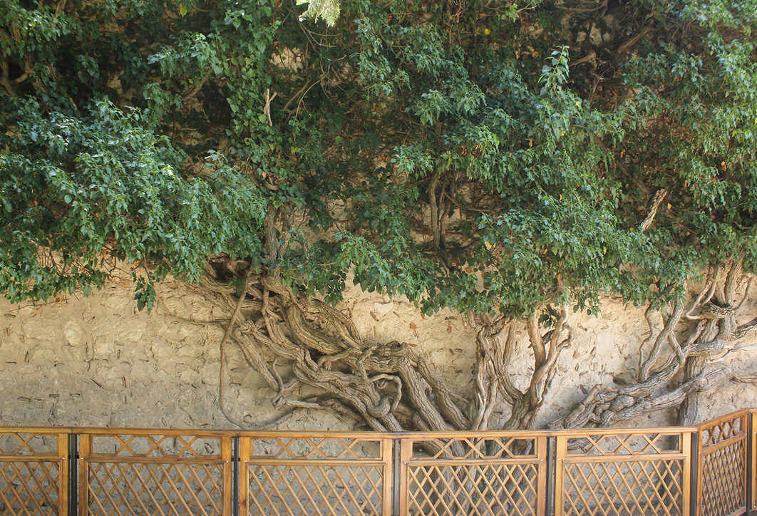 Image of Hedera helix specimen.