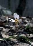 Erythronium caucasicum