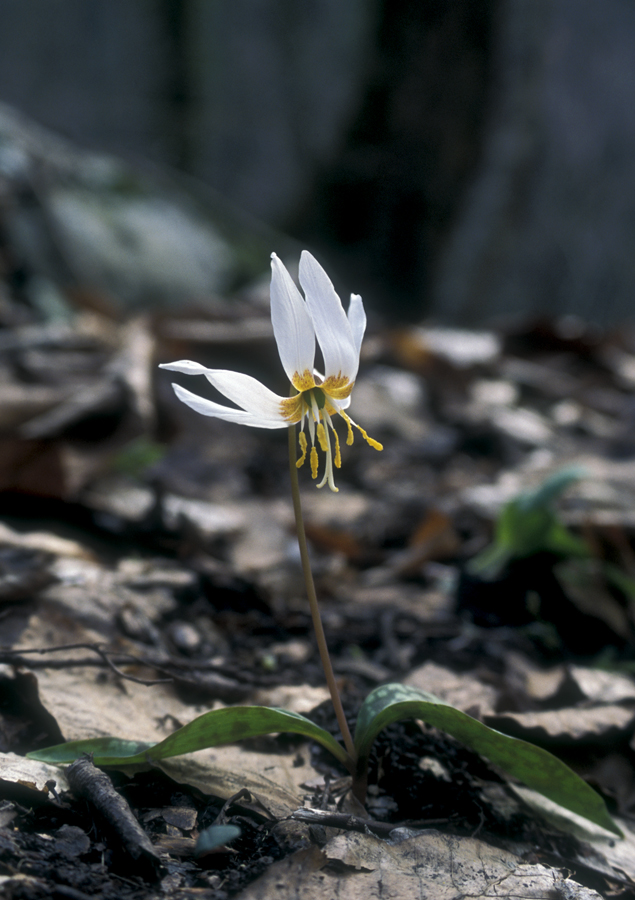 Image of Erythronium caucasicum specimen.