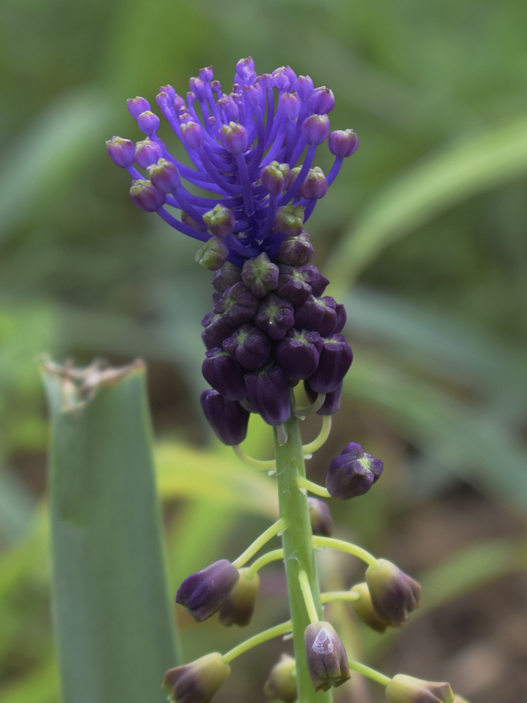 Image of Leopoldia comosa specimen.