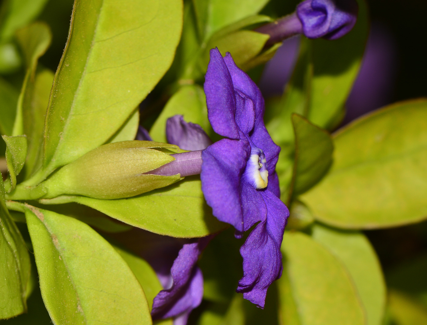 Изображение особи Brunfelsia pauciflora.