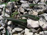 Tulipa sylvestris