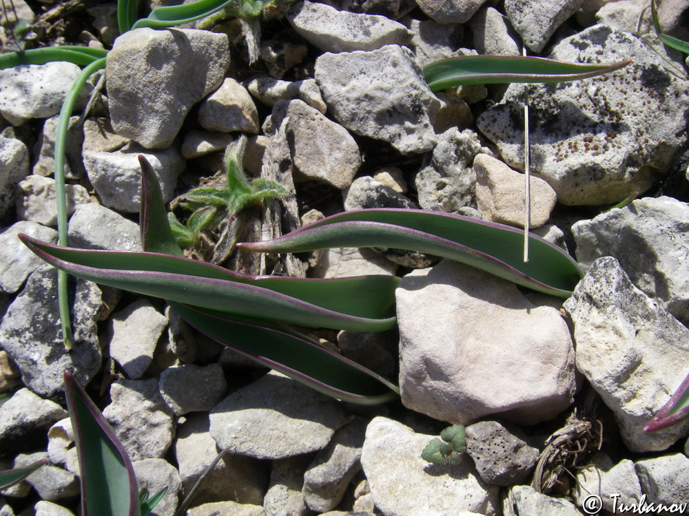 Изображение особи Tulipa sylvestris.