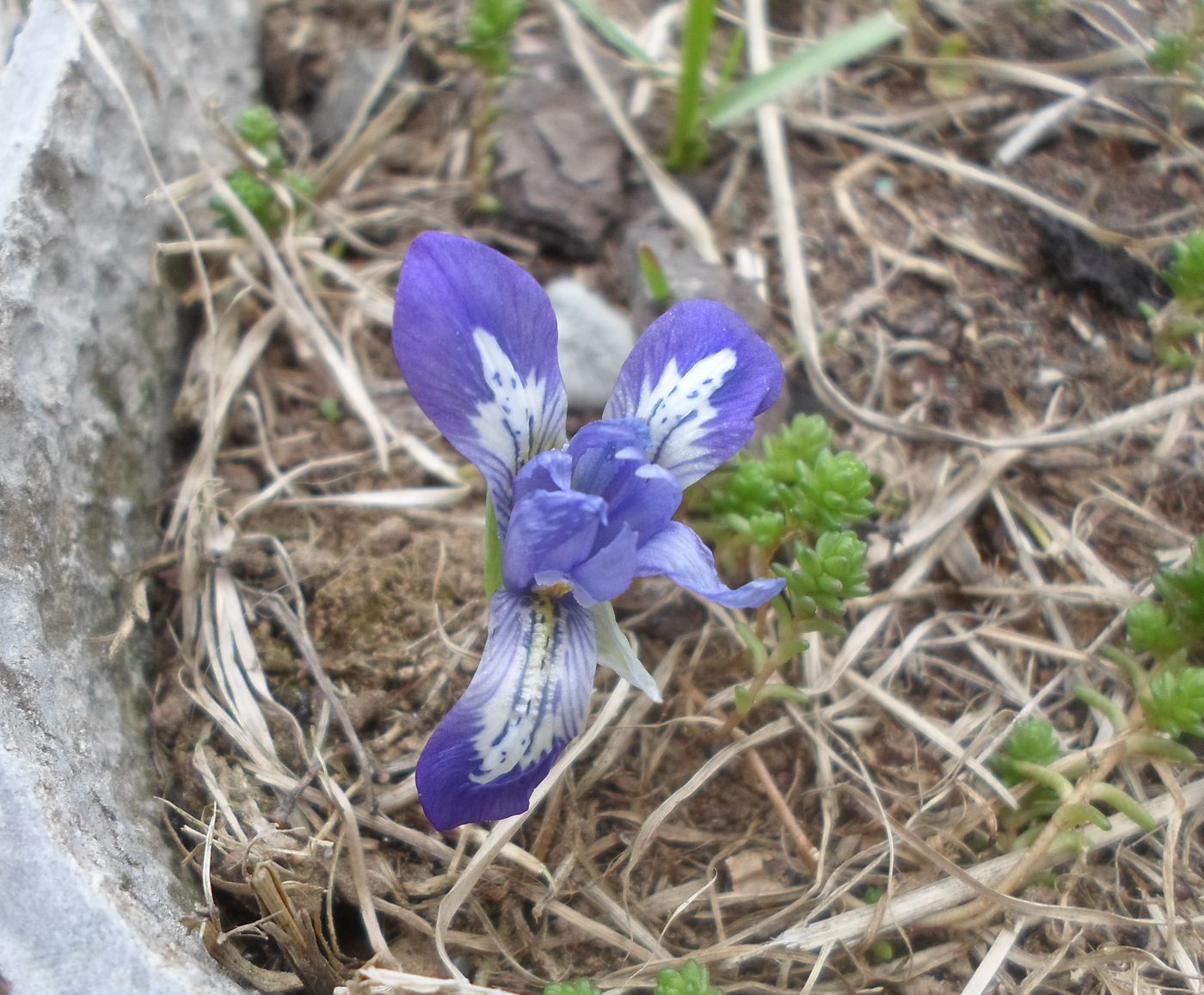 Image of Iridodictyum reticulatum specimen.