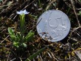 Gentiana aquatica