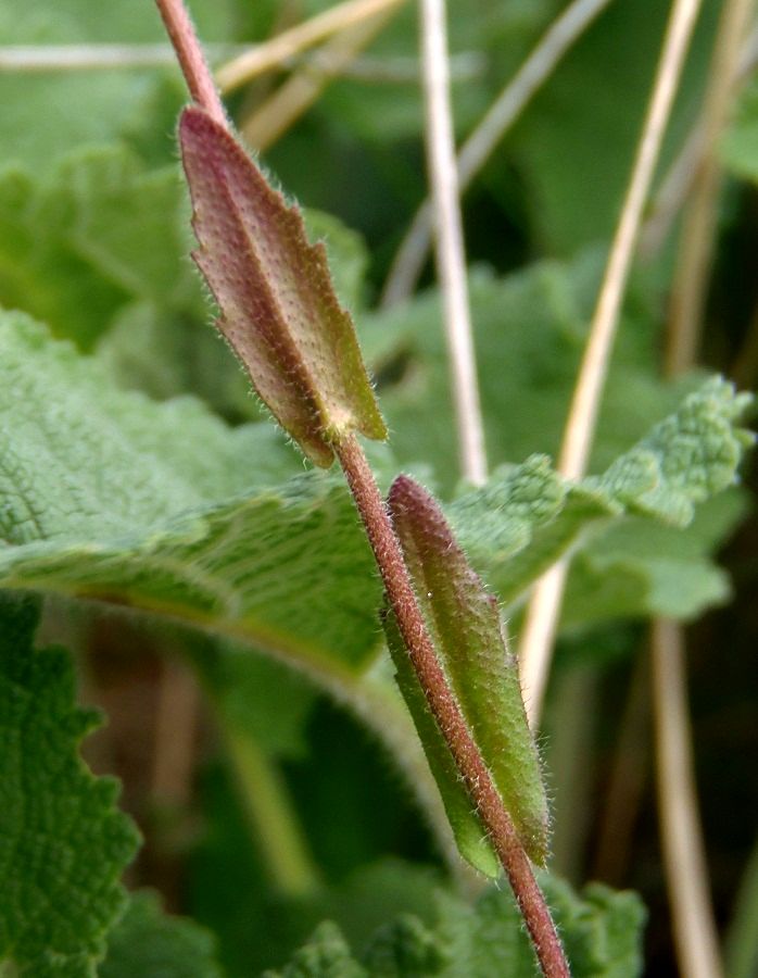 Image of Arabis auriculata specimen.