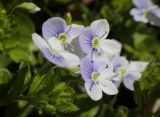 Veronica filiformis. Верхушки побегов с цветками и бутонами. Москва, Воронцовский парк, лужайка в дубовой роще. 15.05.2017.