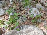 genus Viola