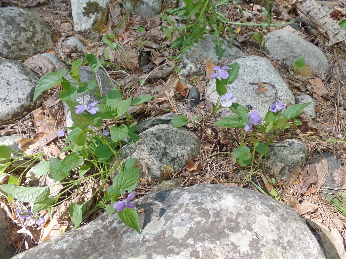 Image of genus Viola specimen.