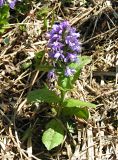 Veronica densiflora. Цветущее растение. Республика Алтай, хр. Семинский, около 1900 м н.у.м. 20.06.2006.