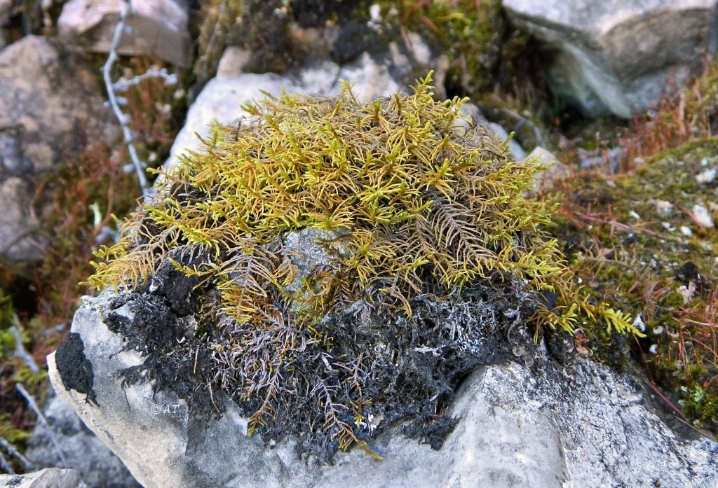 Image of Abietinella abietina specimen.