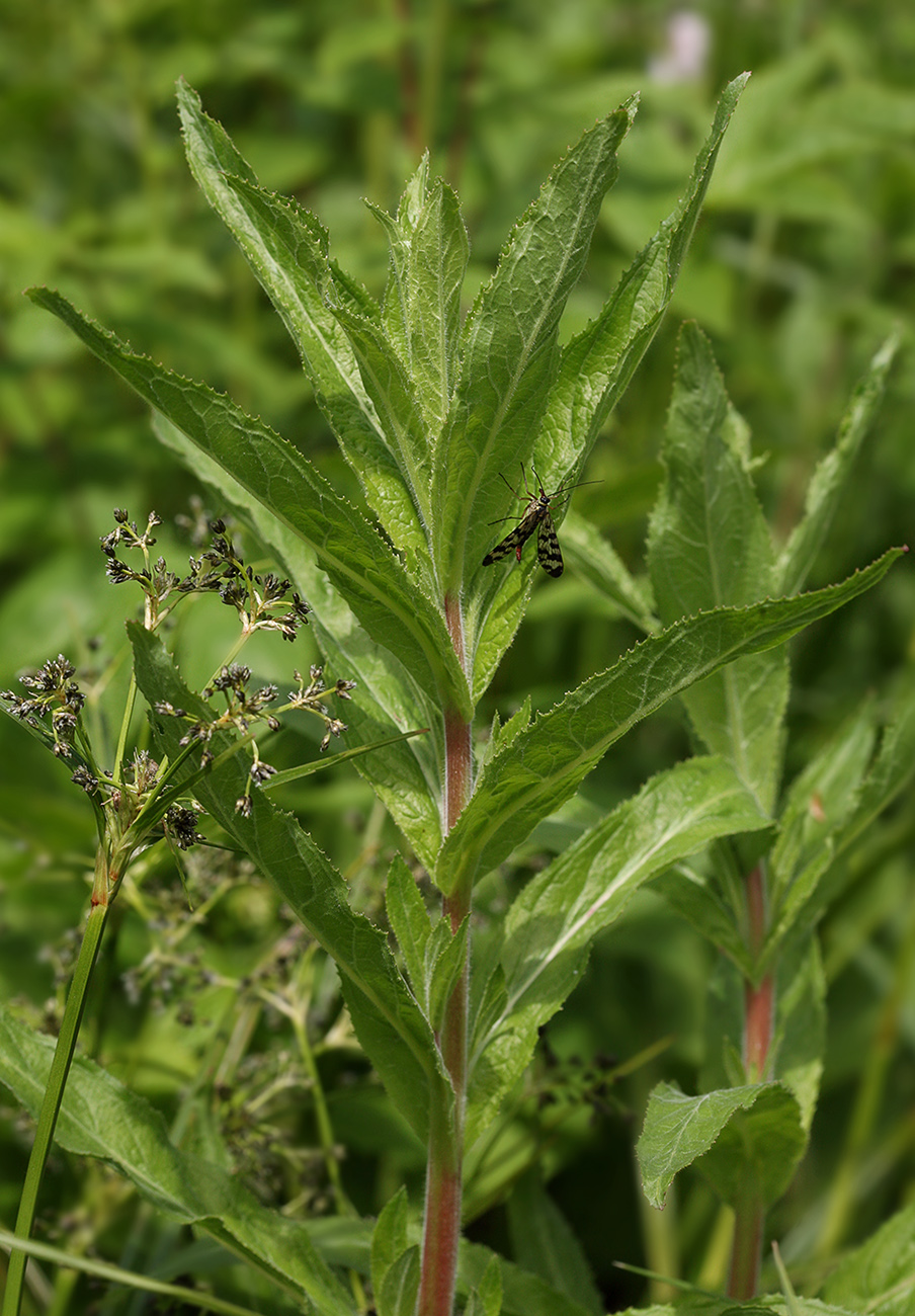 Изображение особи Epilobium hirsutum.