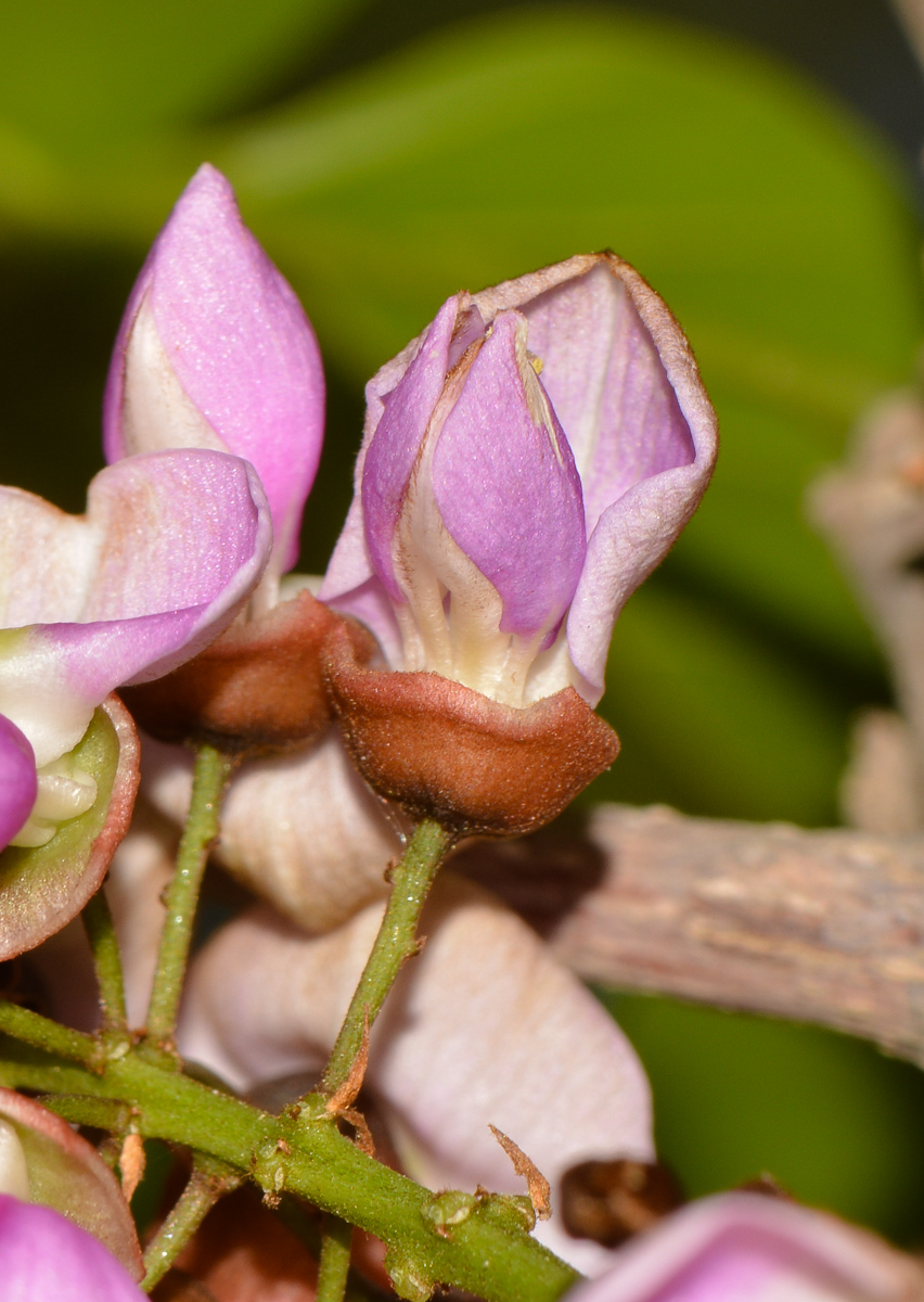 Изображение особи Pongamia pinnata.