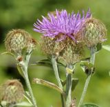 Centaurea stenolepis