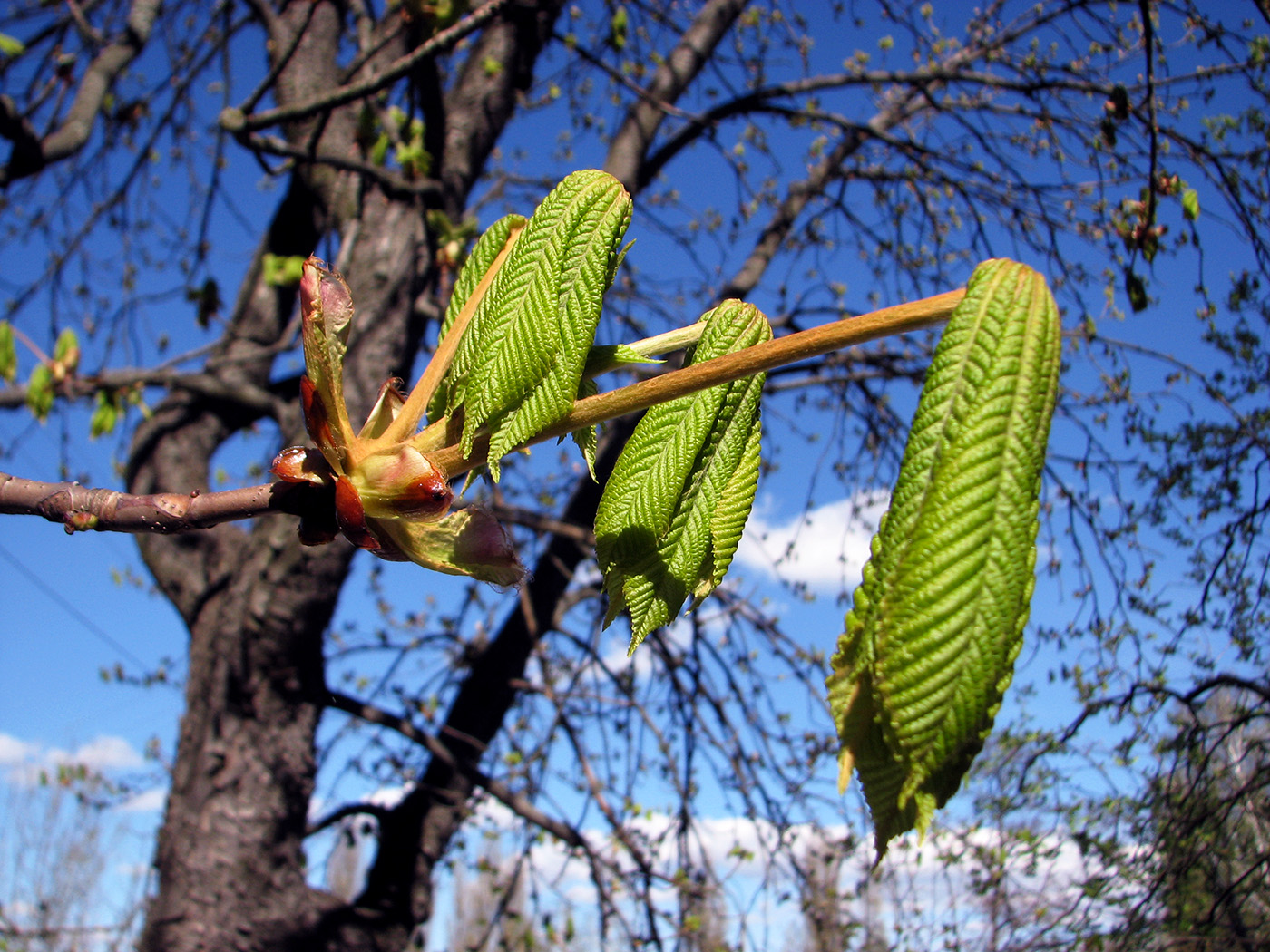 Image of Aesculus hippocastanum specimen.