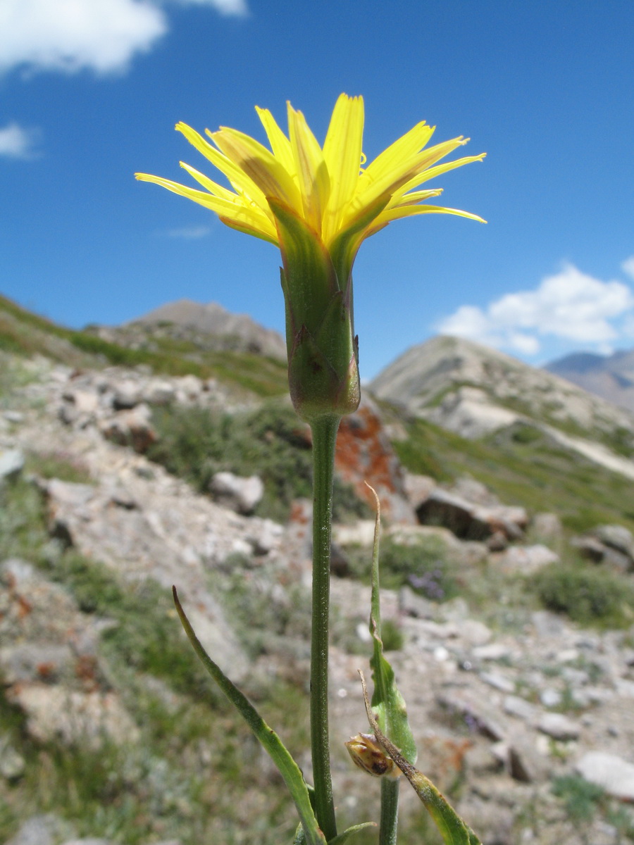 Image of Scorzonera pubescens specimen.