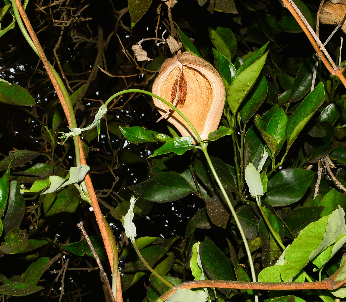 Изображение особи Araujia sericifera.