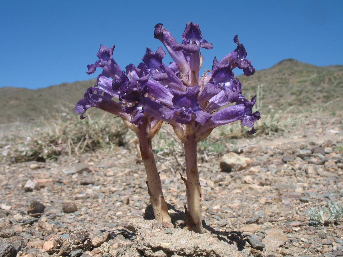 Image of Orobanche amoena f. colossea specimen.