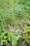 Epipactis helleborine