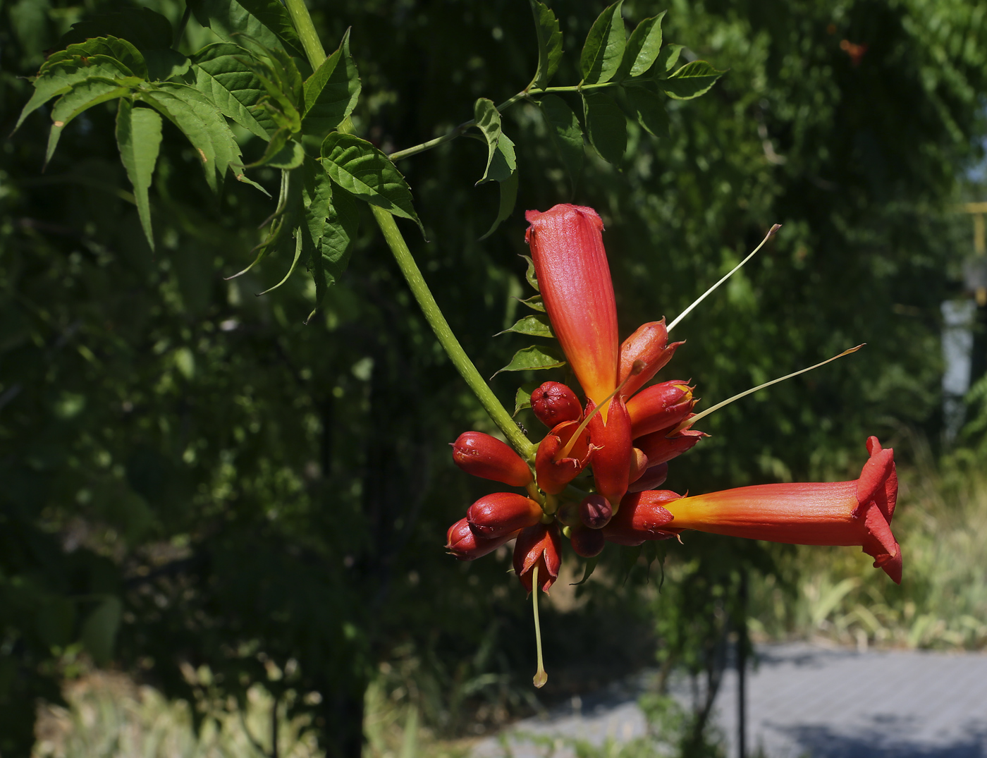 Image of Campsis radicans specimen.