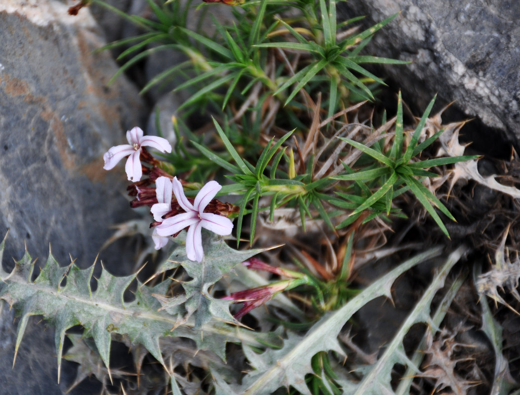 Image of genus Acantholimon specimen.