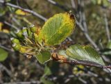 Sorbus taurica