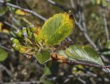 Sorbus taurica. Верхушка ветви с невызревшим соплодием и листьями в осенней окраске. Крым, городской округ Ялта, Ай-Петринская яйла, крутой, каменистый склон. 14.08.2017.