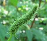 Sanguisorba stipulata