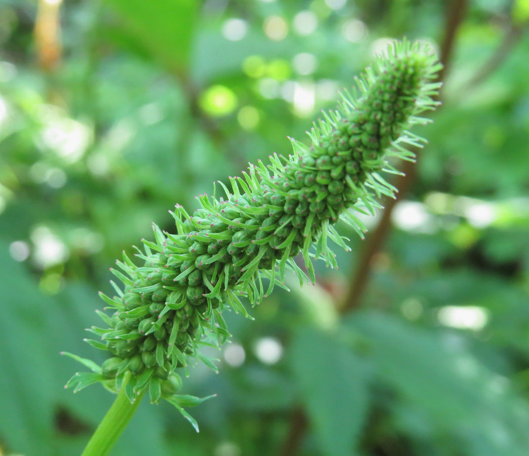 Изображение особи Sanguisorba stipulata.