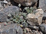 Erigeron amorphoglossus. Цветущие растения. Таджикистан, Фанские горы, окр. Мутного озера, ≈ 3500 м н.у.м., каменистая осыпь. 02.08.2017.