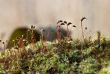genus Brachythecium