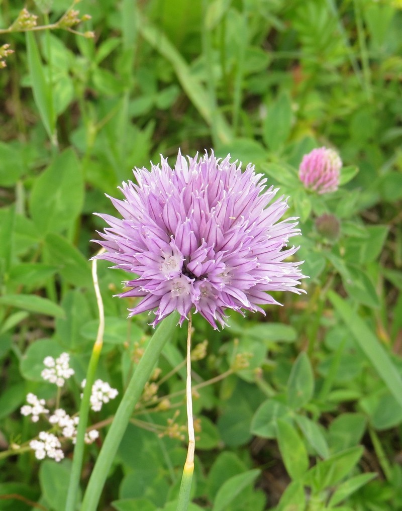 Изображение особи Allium schoenoprasum.