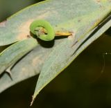 Image of taxon representative. Author is Татьяна Мальчинская