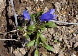 Campanula lasiocarpa