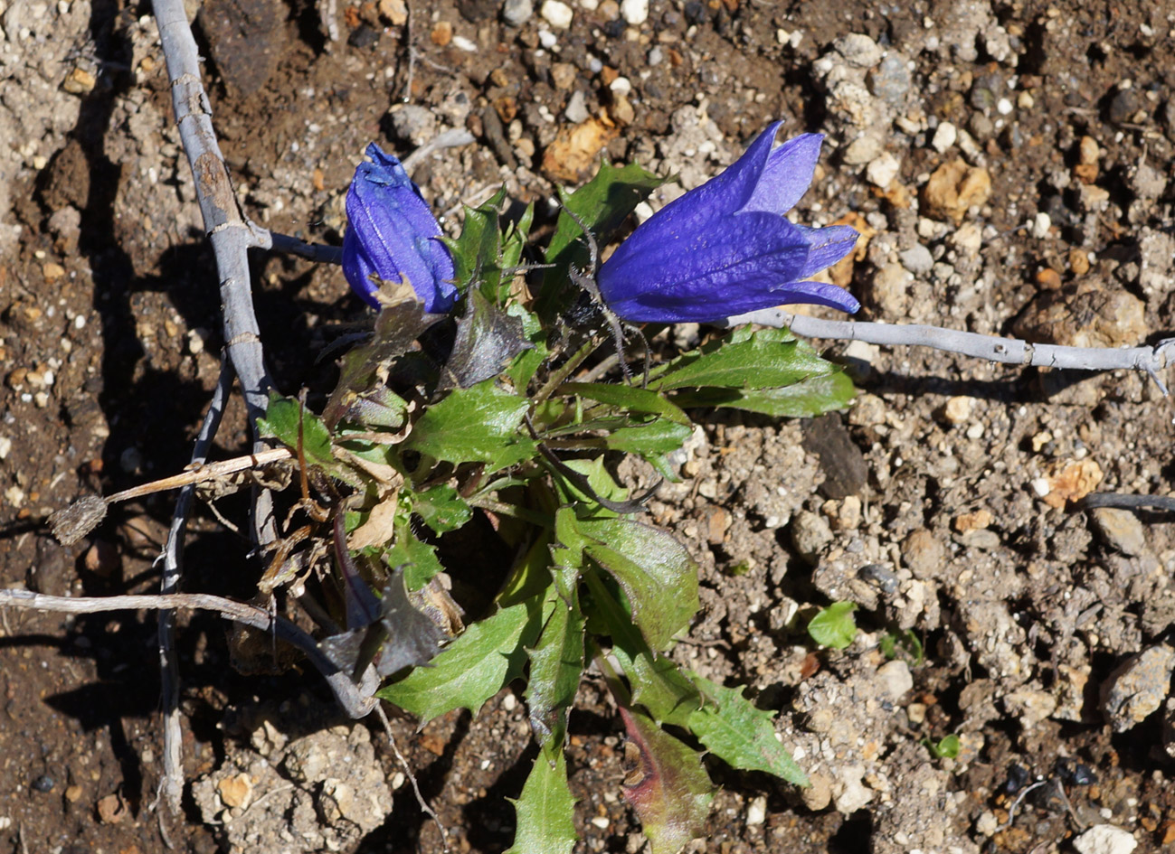 Изображение особи Campanula lasiocarpa.