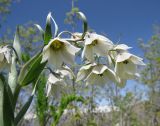 Rhinopetalum bucharicum. Верхушка побега с соцветием. Таджикистан, Гиссарский хребет, бас. р. Варзоб, ущелье р. Кондара, кленовник югановый. 25.04.2017.