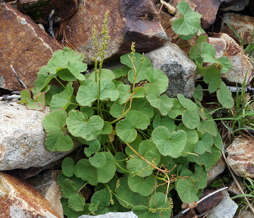 Image of Oxyria digyna specimen.