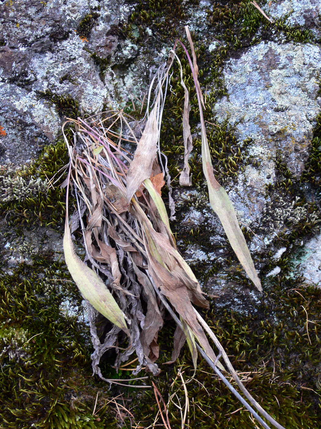 Image of Scorzonera glabra specimen.