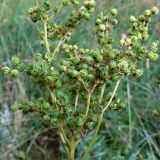 Filipendula ulmaria