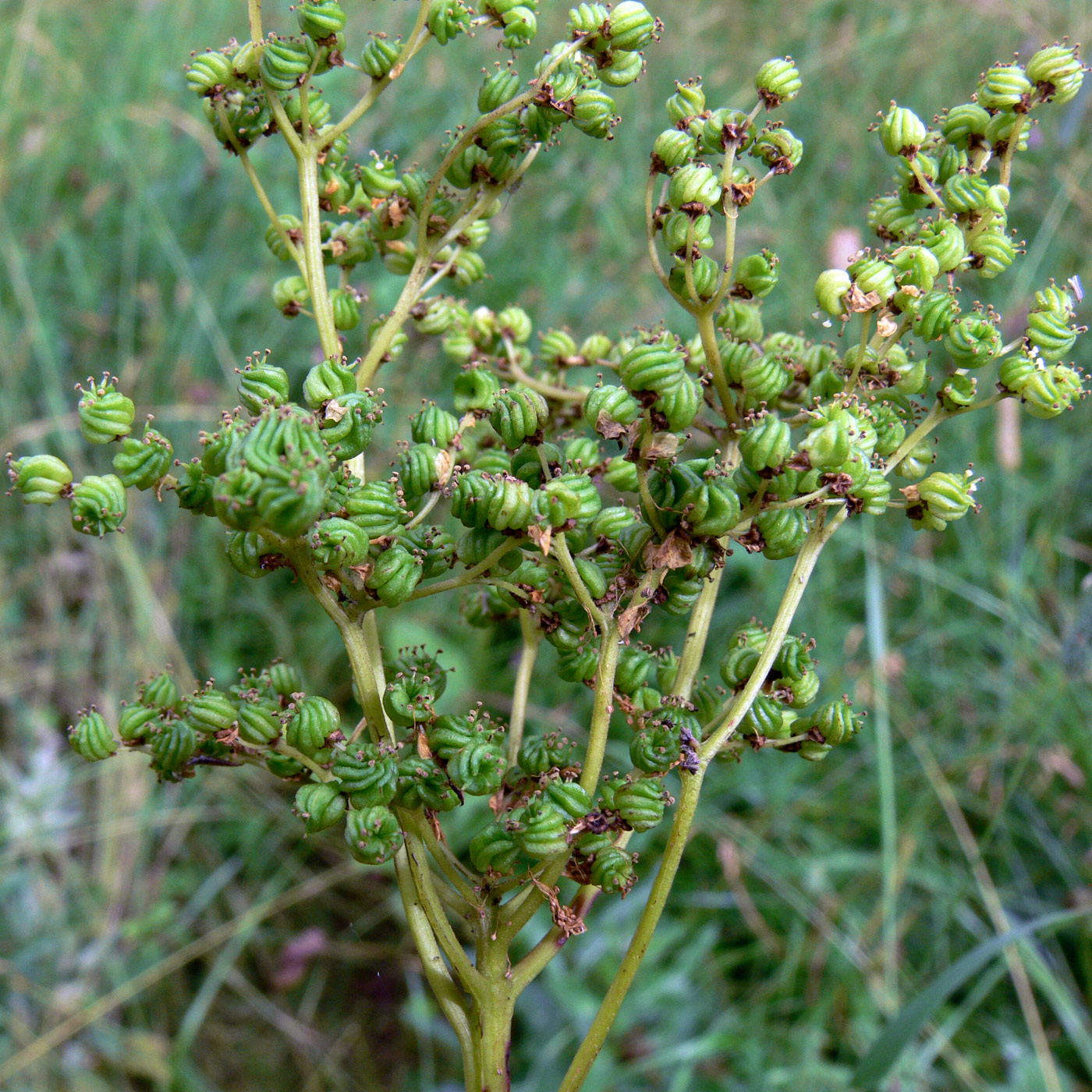 Image of Filipendula ulmaria specimen.