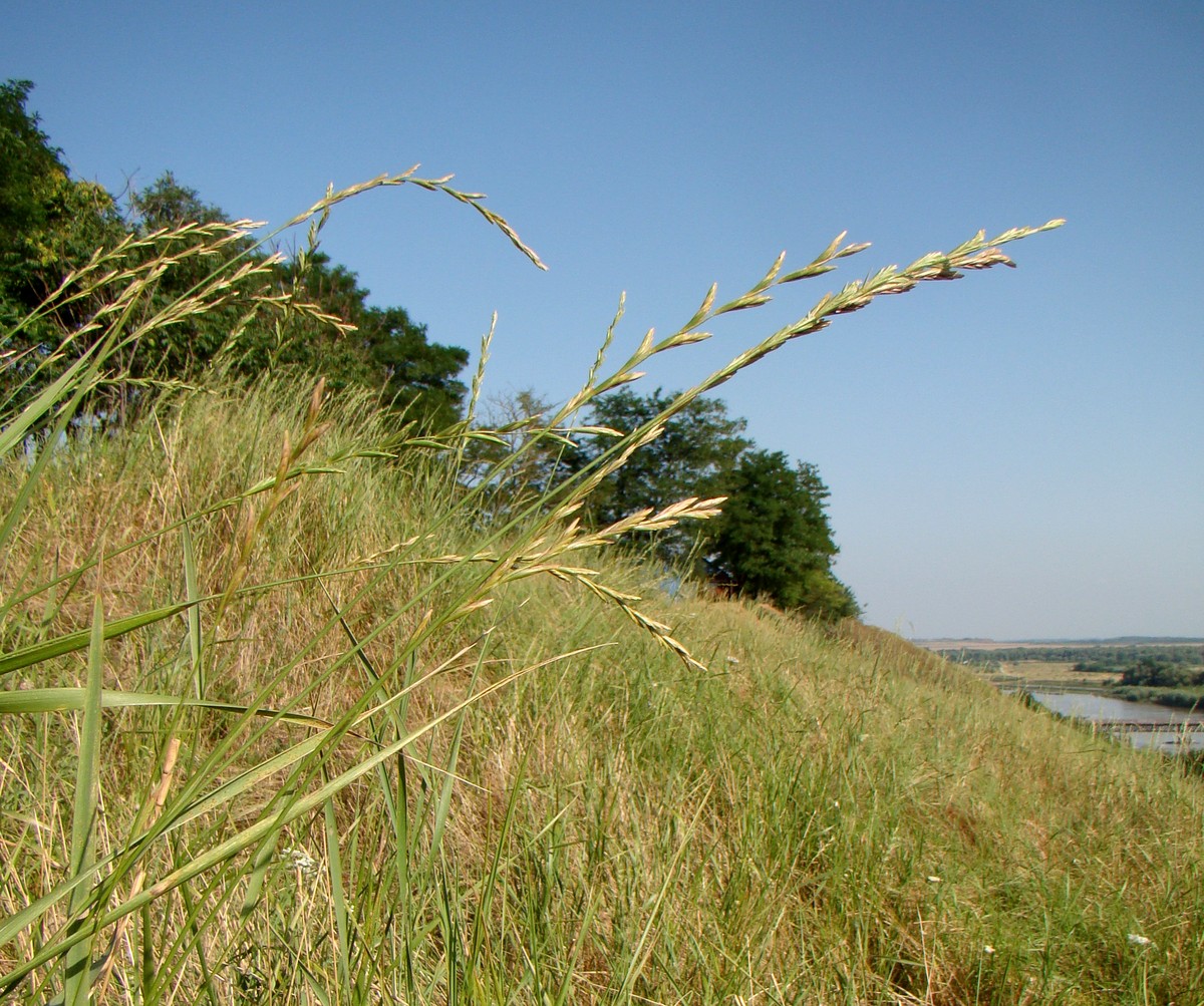 Image of Elytrigia intermedia specimen.