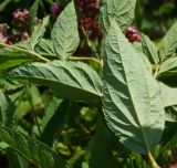 Spiraea japonica