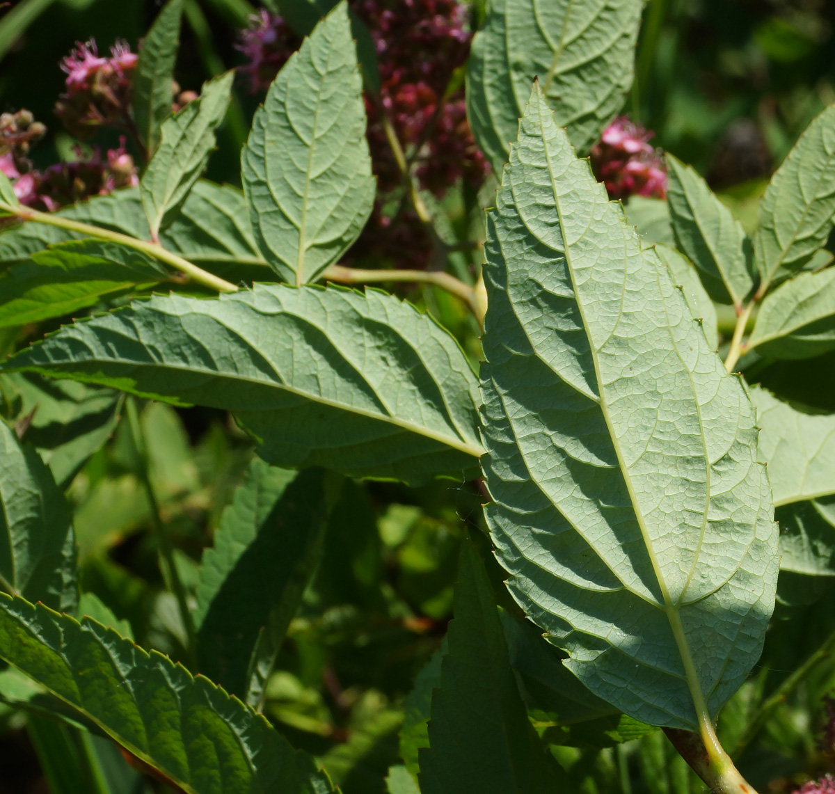 Image of Spiraea japonica specimen.